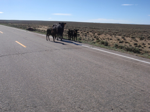 Curious cattle.